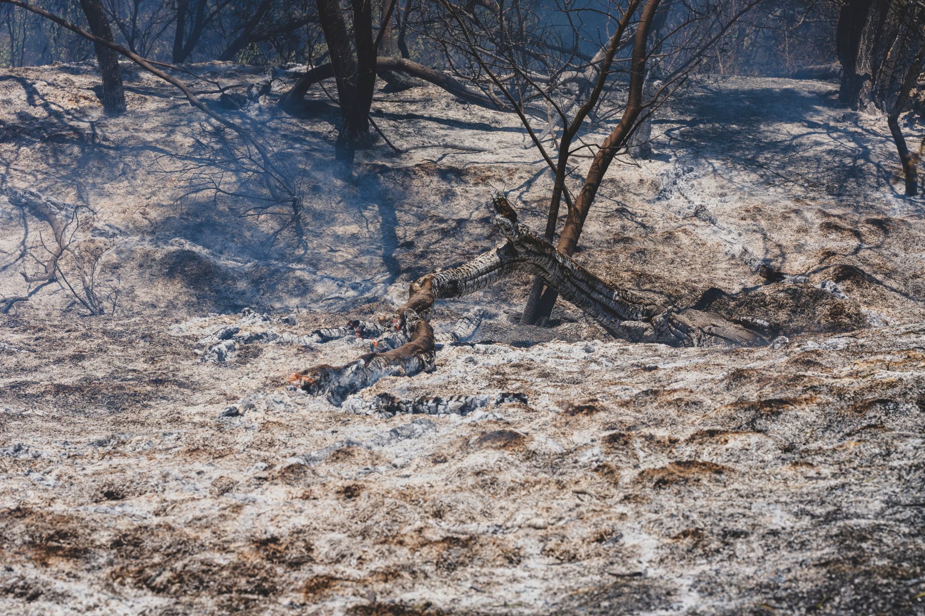 an aerial view of charred black hillsides in a Mediterranean landscape, with isolated clusters of surviving pine trees and smoke still rising from hotspots along a ridge line
