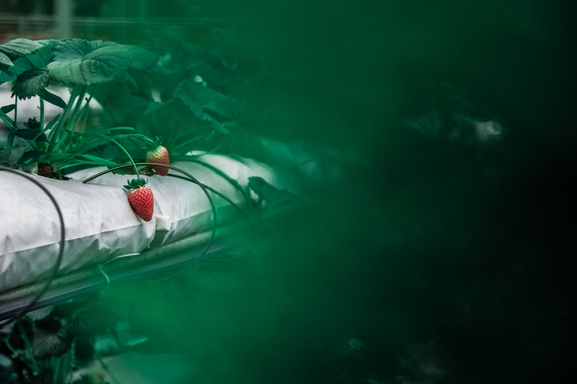 a compact robotic arm mounted on a low autonomous vehicle navigating rows of strawberry plants in a greenhouse, mechanical gripper extended toward ripe fruit
