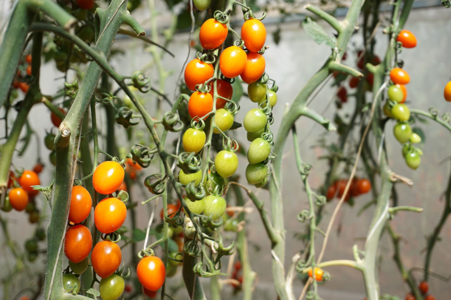 rows of ripe tomatoes on the vine inside a large commercial greenhouse, with a wheeled autonomous platform visible in the background aisle between crop rows