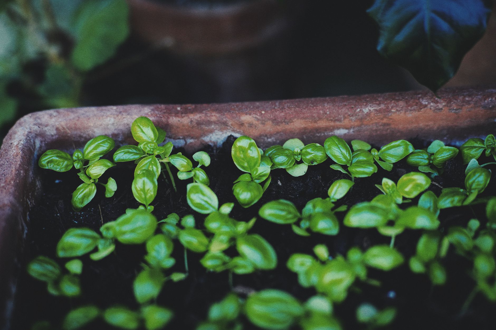 A compact white indoor smart garden unit with glowing LED grow lights illuminating rows of green herb seedlings on a kitchen countertop, shot from a low angle