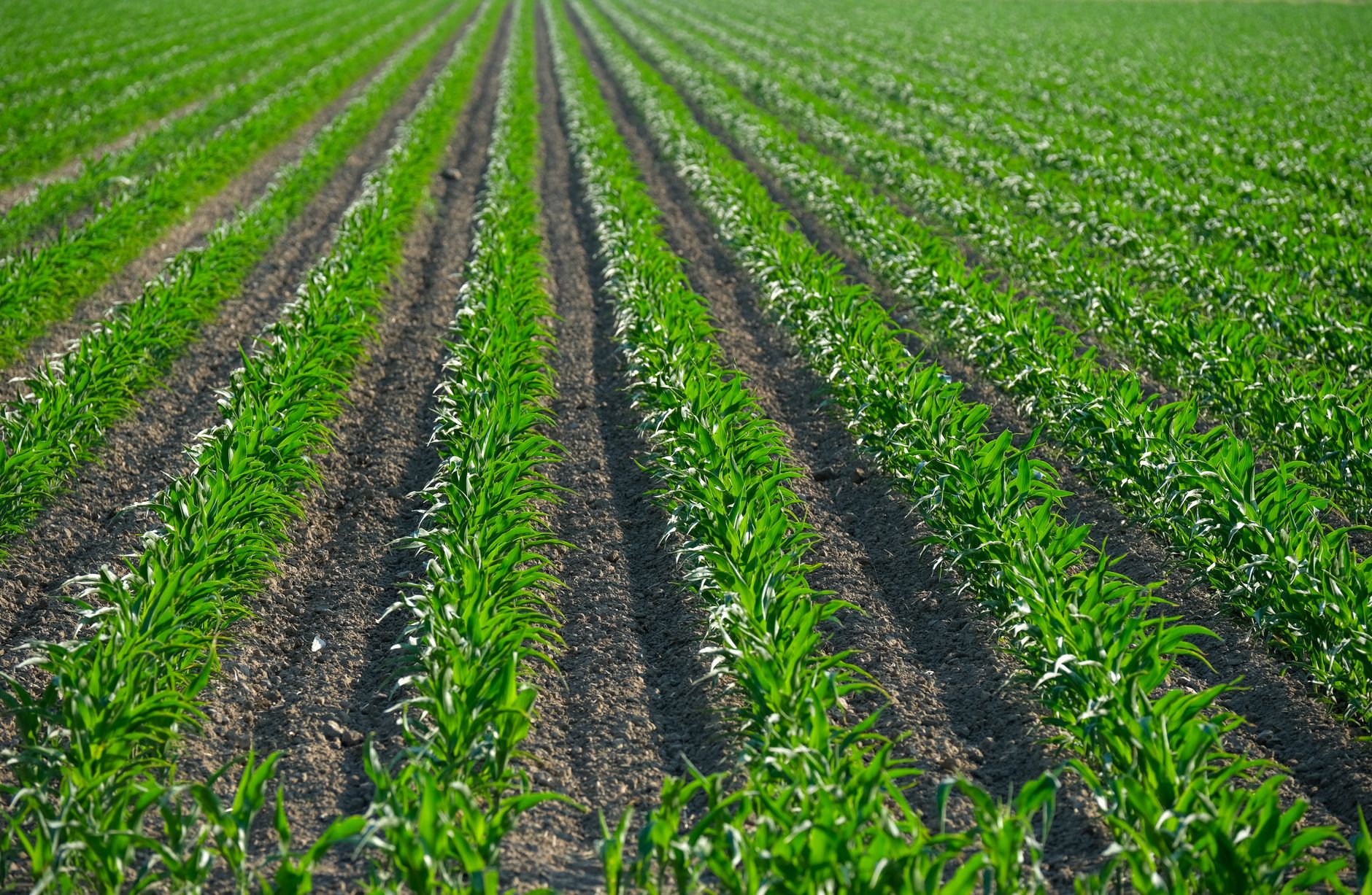 rows of soil moisture sensors embedded in a crop field at golden hour, with agricultural rows stretching to the horizon