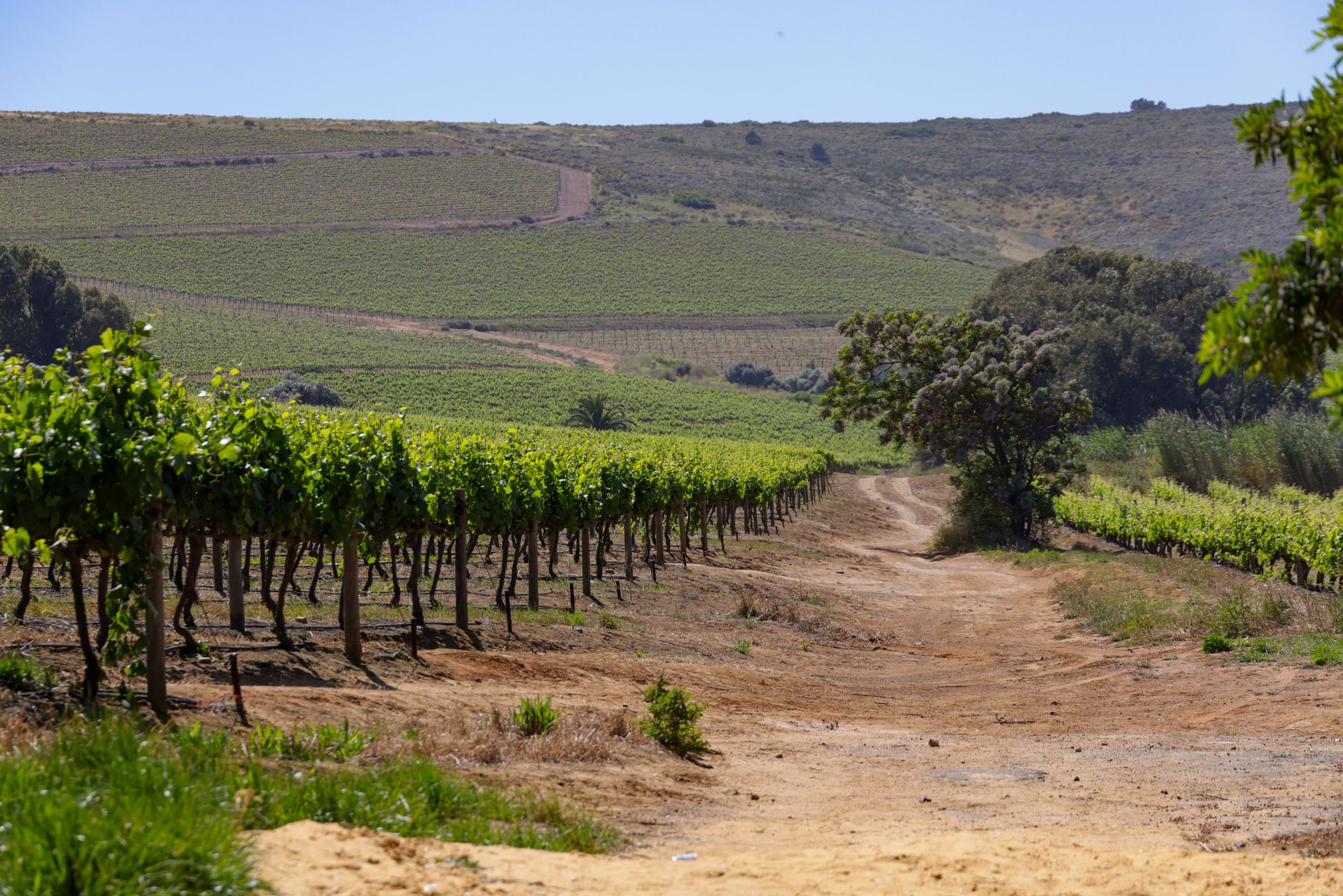 rows of low-trained grapevines stretching across a sun-baked hillside vineyard in a Mediterranean landscape, with terracotta soil exposed between the vine rows