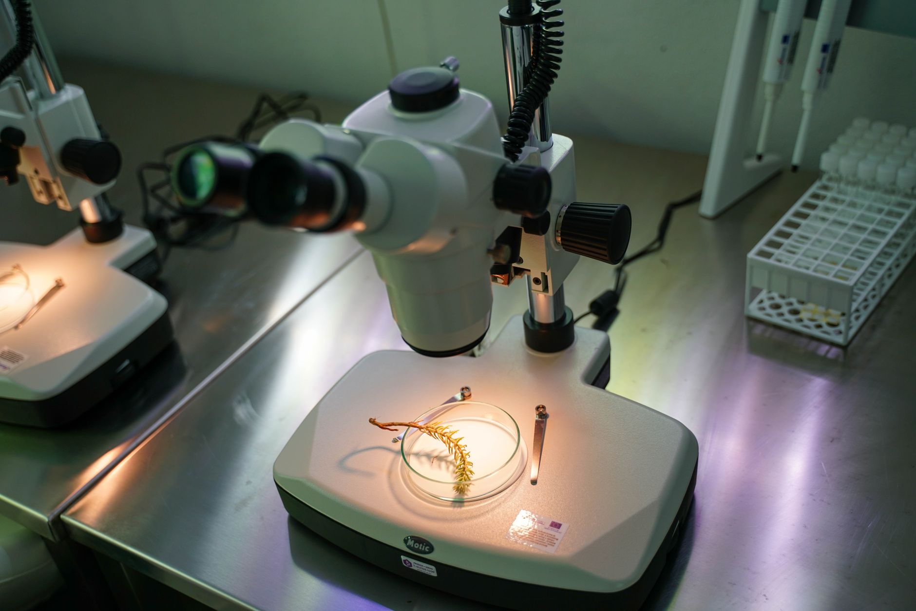 rows of laboratory benches with brain tissue sample slides and fluorescence microscopy equipment under cool white lighting