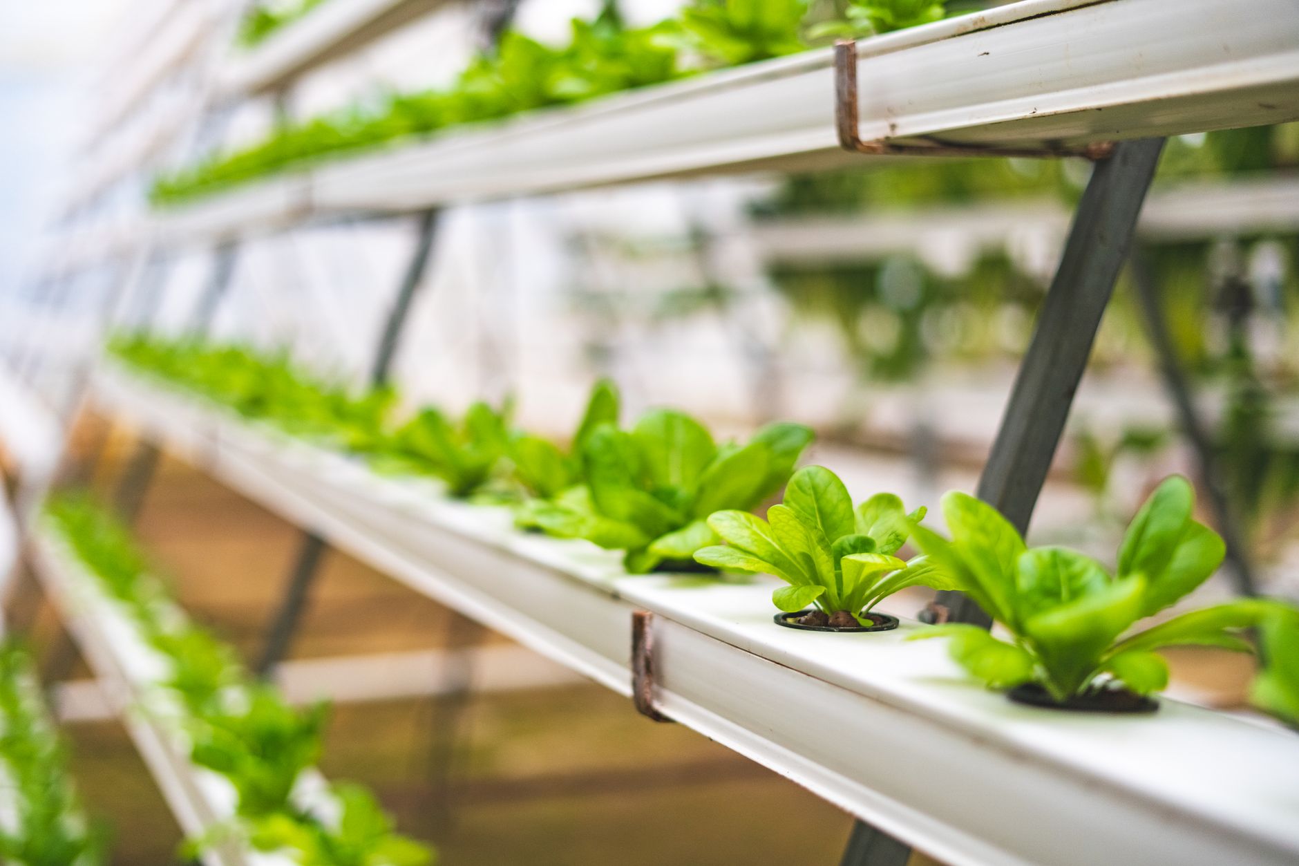 Rows of hydroponic growing trays inside a large vertical farming facility, with automated irrigation systems running above each row under white LED lighting